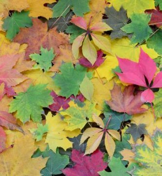 Hojas de distintos colores , símbolo del otoño